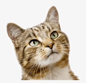 Do You Know Why Cats Hide Their Pain #1598475