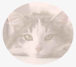 Nutritional Counseling - Domestic Short-haired Cat #1598543