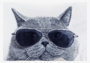 Cat-glasses - Book Of Blah By Pamela Aye Simon 9781631223242 (paperback) #1598593