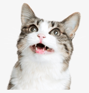 Transparent Cat #1598730
