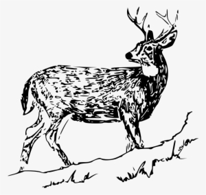 White Tailed Deer - White Tailed Deer Clip Art #160070