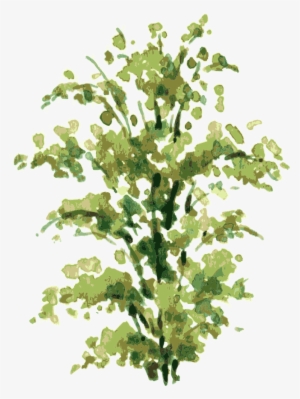 Clip Art Freeuse Library Shrub Drawing - Shrub Drawing #160181