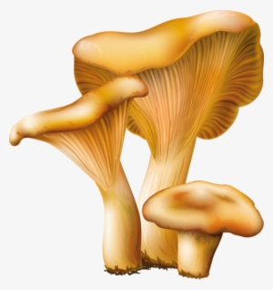 Tubes Champignons - Mushroom Vector Png #160514