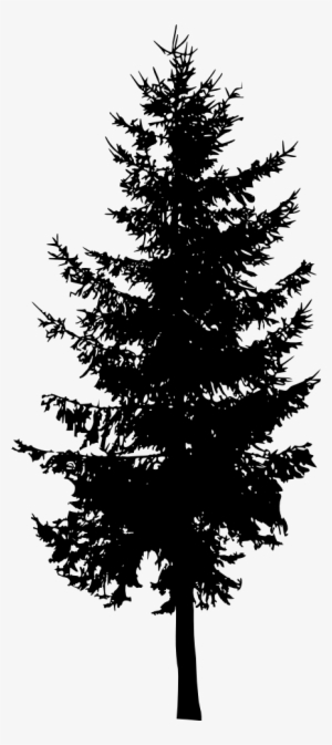 Free Download - Spruce Tree Silhouette Png - Free Transparent PNG ...