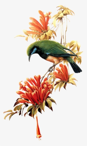 Birds #160744 Birds #160744