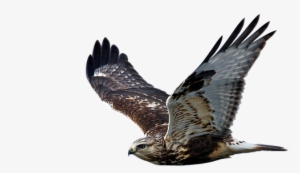 Hawk, Flight, Raptor, Bird Of Prey - Hawk Transparent #160887