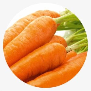Carrot Extract - Carrot #161564
