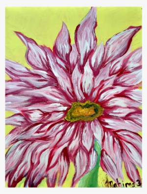 Pink Firework Size #161894