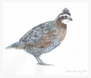Northern Bobwhite Watercolor Painting - Watercolor Painting #161944