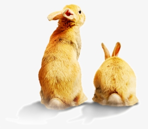 A Full Moon Rabbit Looking Back Figure - Rabbit #162195