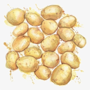 Watercolor Painting Drawing Potato Illustration - Watercolour Potato #162336