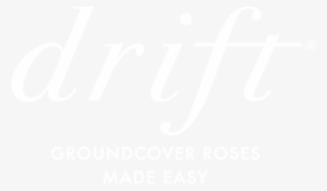 Drift® Groundcover Roses - Crowne Plaza White Logo #162605