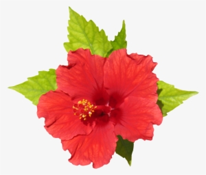 Members - Flover Rendering #162666