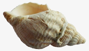 Free Png Seashell Png Images Transparent - Sea Shell Png #162711
