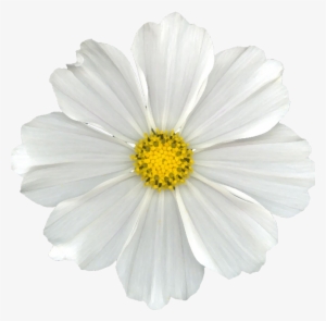 White Flower Png Clip Free Library - Daisy Flowers No Background #162983