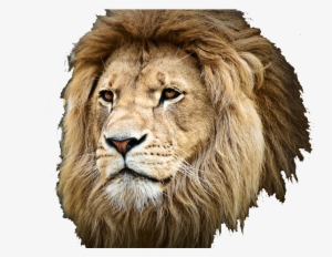 Muster Your Faith And Pray To The Gohonzon #163006