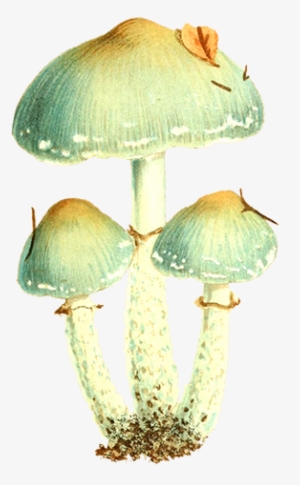 Free Graphic Friday - Vintage Mushroom Png #163034