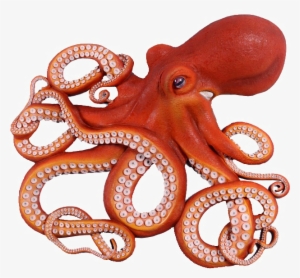 Octopus Png Photo - Octopus Png #163103