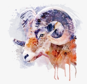Bleed Area May Not Be Visible - Big Horned Sheep Watercolor #163205