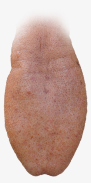 Download - Sweet Potato #163316