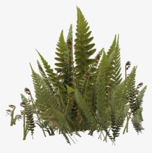Swordferns - Ostrich Fern #163462