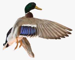 Image Free Stock Mallard Duck Png - Mallard Flying Png #163606