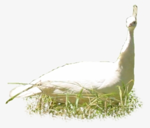 Animals/ Birds/ Albino Peahen - Painting #163611