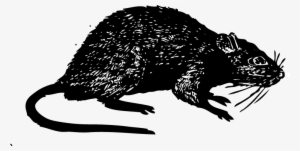 Rat - Journalism #163702