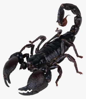 Scorpion Png #163724