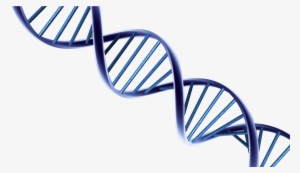 Dna Png Photo - Psa &amp; Prostate Cancer Research #163770