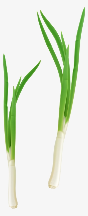 Cebolla De Verdeo Planta #163896