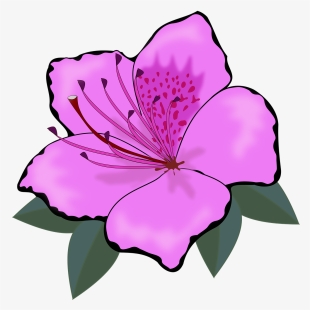 Cut Flowers Rose Orange Blossom Download #164290