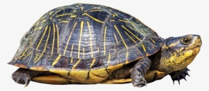 Turtle Png - Turtle With Clear Background #164452