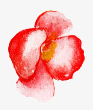 Red Flower Watercolor Hand Painted Transparent - Watercolor Painting #164732
