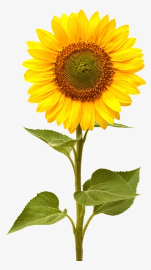 Sunflower Png #164782