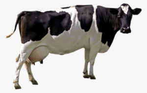 Free Png Cow Png Images Transparent - Cow Png #164806