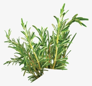 Portable Network Graphics #165042