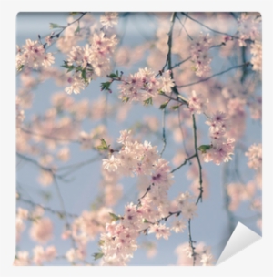 Cherry Blossom Filter #165154 Cherry Blossom Filter #165154