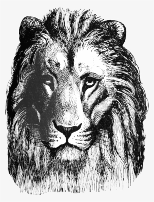 Lion Head Clipart - Lion Stamp Png #165178