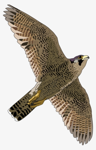 Bald Eagle Png Transparent Free Images - Peregrine Falcon Png #165291
