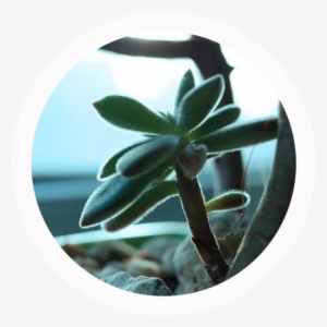 To Transfer The Drawing To My Watercolor Sketchbook, - Agave #165309