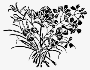 Herb Parsley Royal Fougeres Spice Watercolor Painting - Parsley #165342