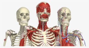 Anatomy Png #165580