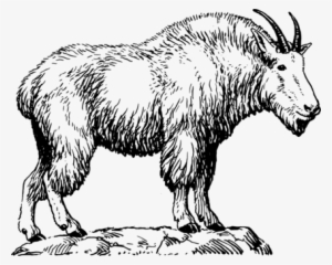 Mountain Goat Graphic Arts Drawing - Mountain Goat Black And White #166122