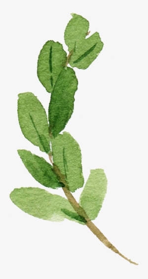 Watercolor Hand Drawn Leaf Png #166142