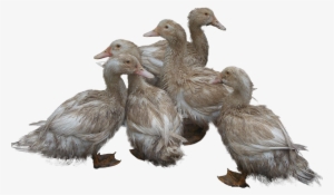 Transparent Background Ducks Png #166143