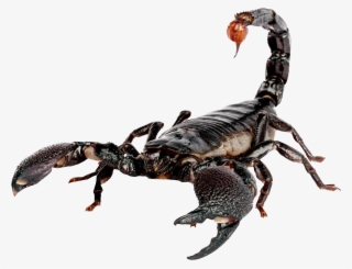Free Png Scorpion Png Images Transparent - Scorpion Transparent #166275