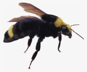 Bumble Bee Insect Png #166515