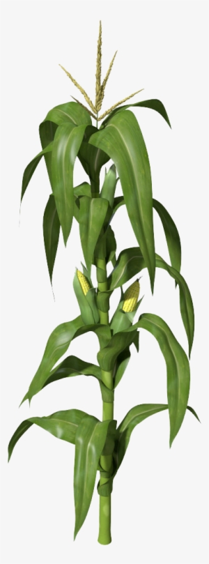 Corn PNG, Transparent Corn PNG Image Free Download - PNGkey