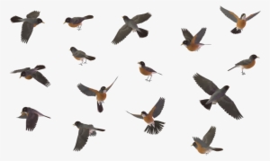 Flying Robin Bird Png Clip Art Black And White Download - Sparrow Bird Png #166916